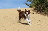 BORDER COLLIE 087